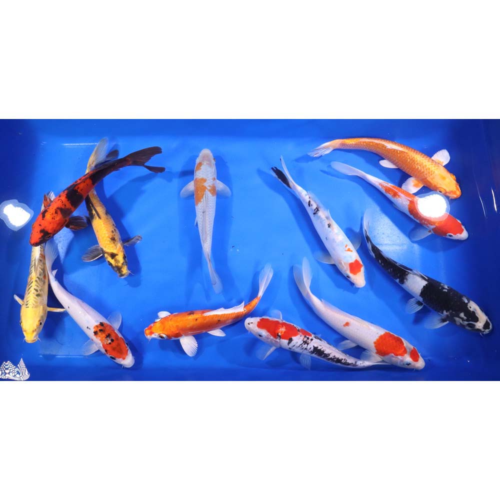 Standard Koi 8-10"