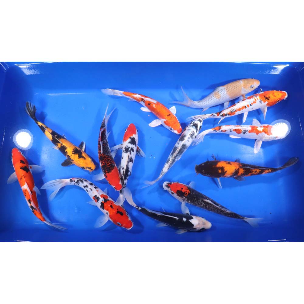 Premium Koi 8-10"