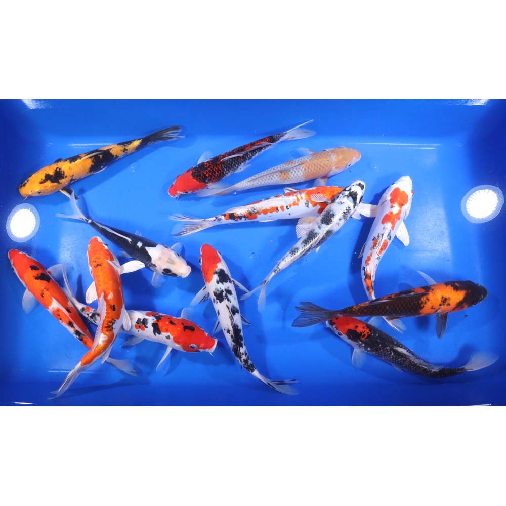 Premium Koi 8-10"
