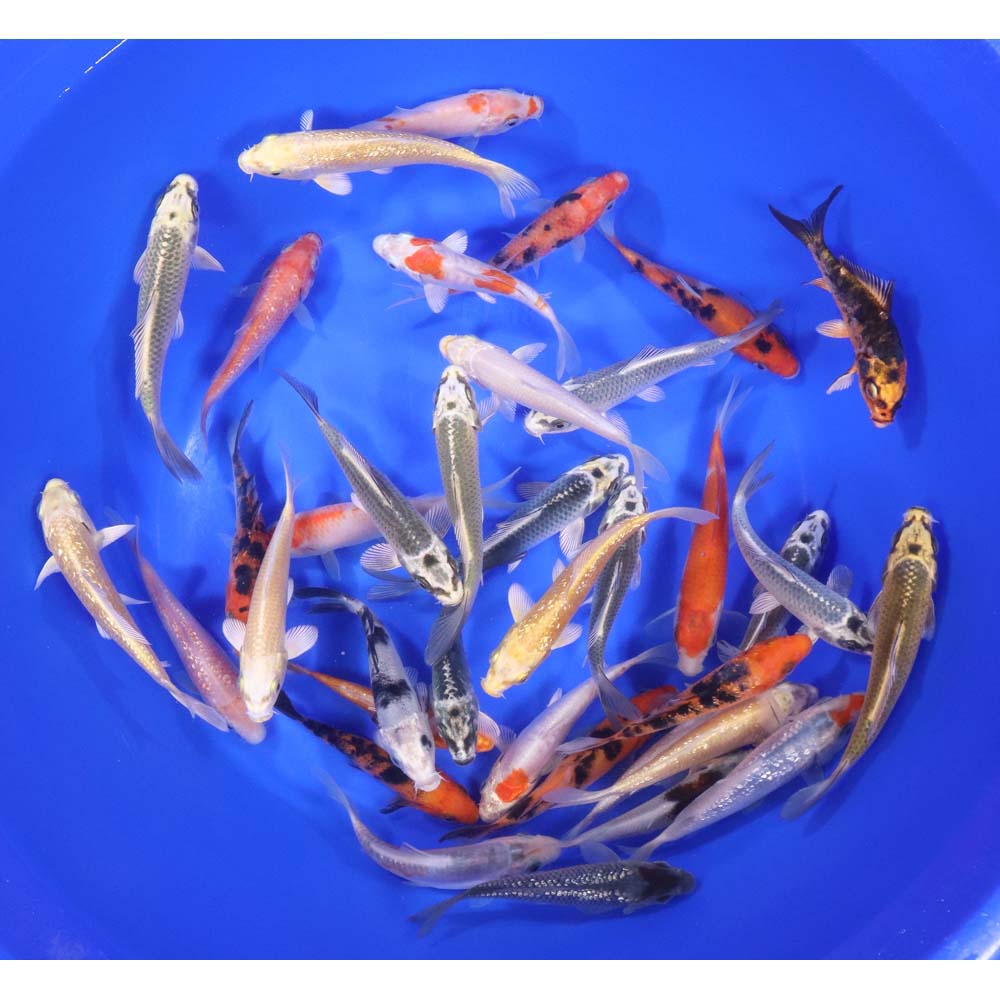 Standard Koi 4-5"