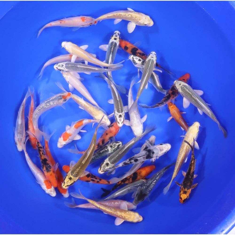 Standard Koi 4-5"