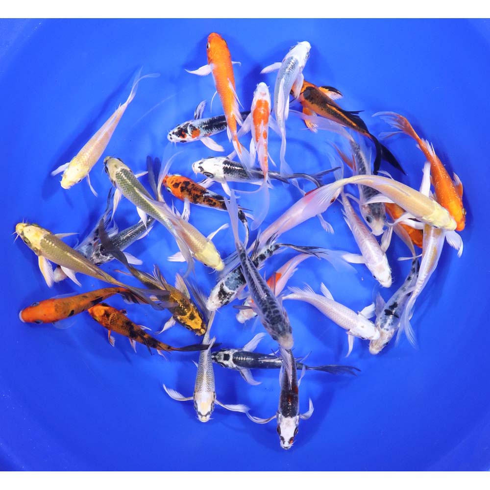 Standard Butterfly Koi 4-5"