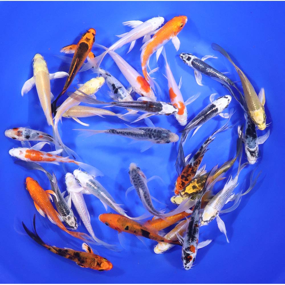 Standard Butterfly Koi 4-5"