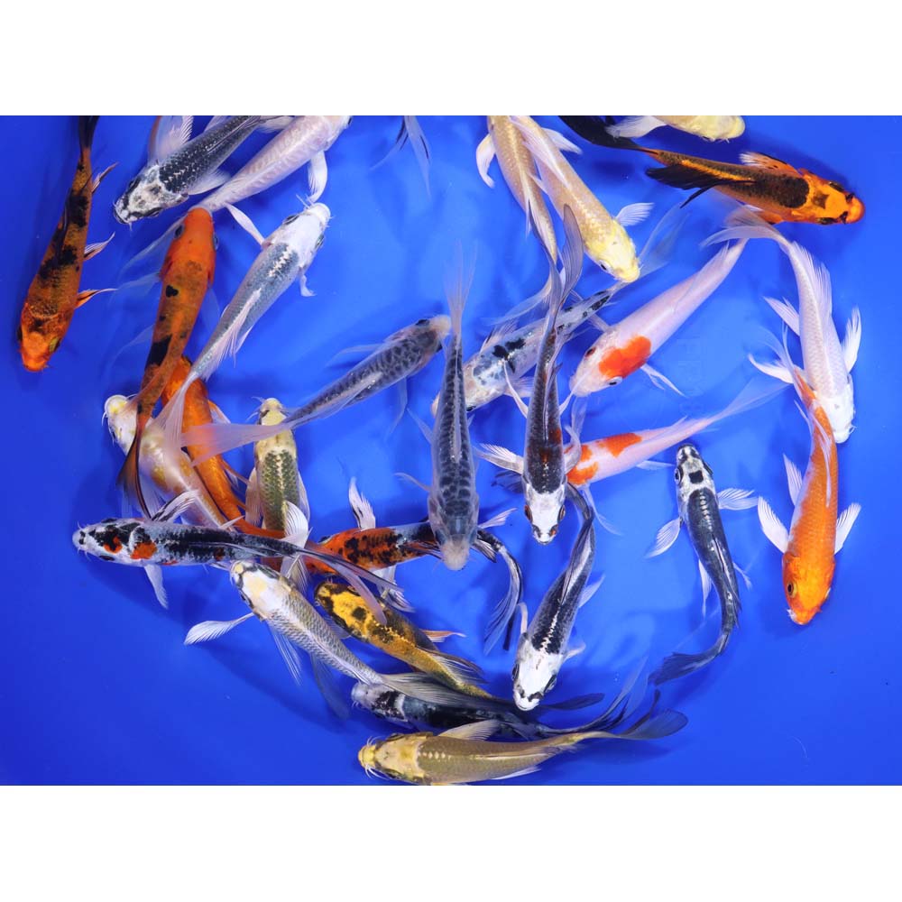 Standard Butterfly Koi 4-5"