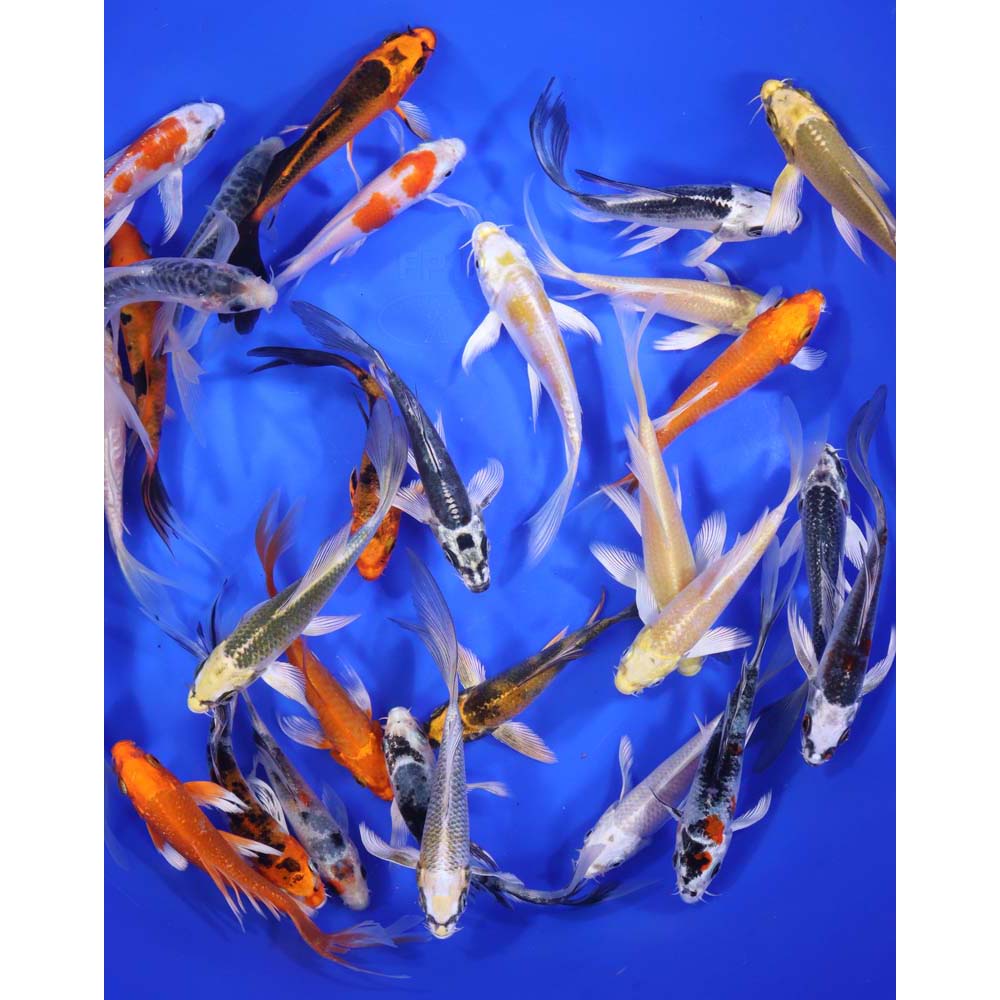 Standard Butterfly Koi 4-5"