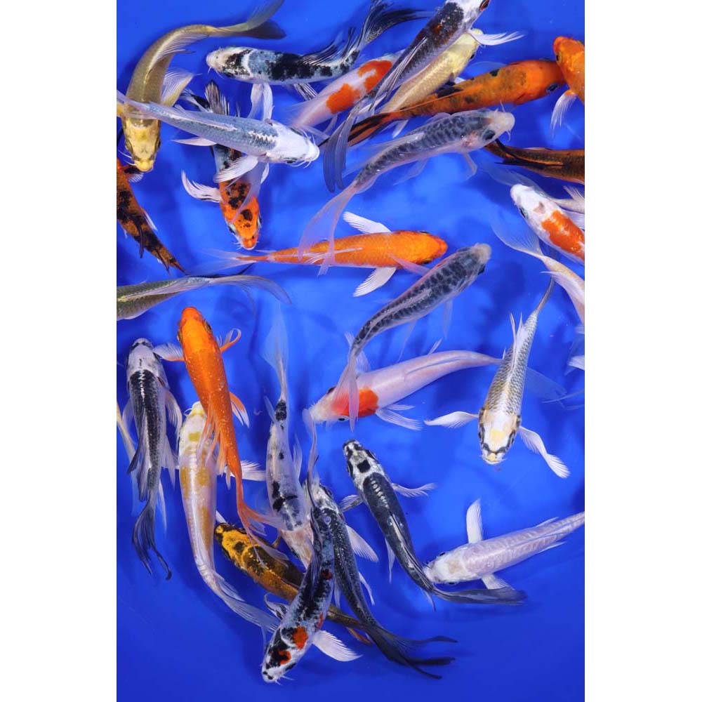 Standard Butterfly Koi 4-5"