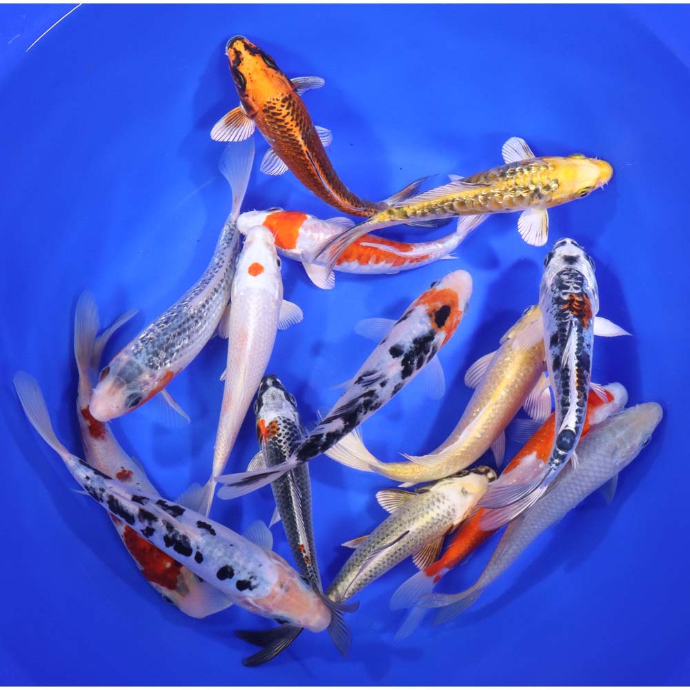 Standard Koi 6-7"