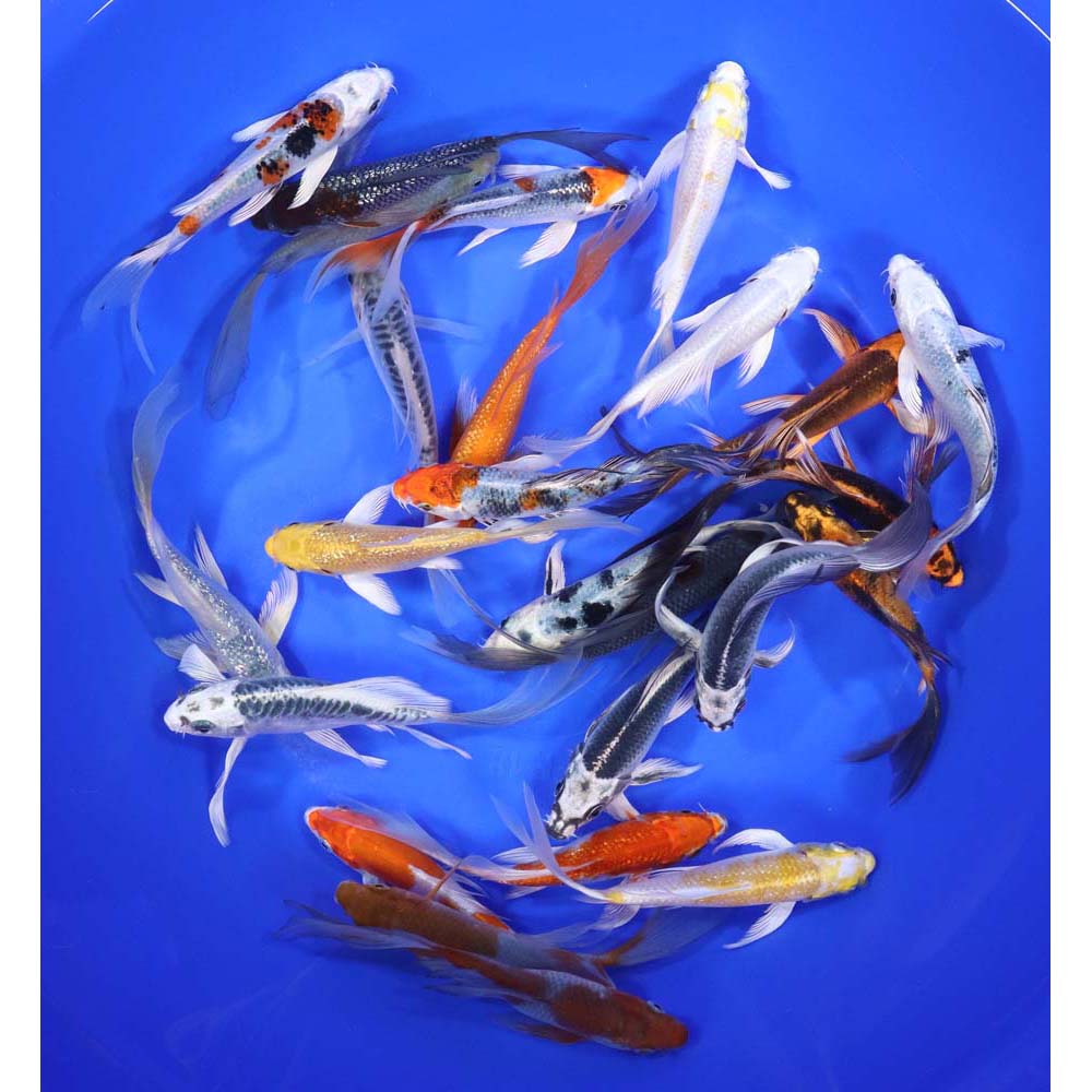 Standard Butterfly Koi 5-6"