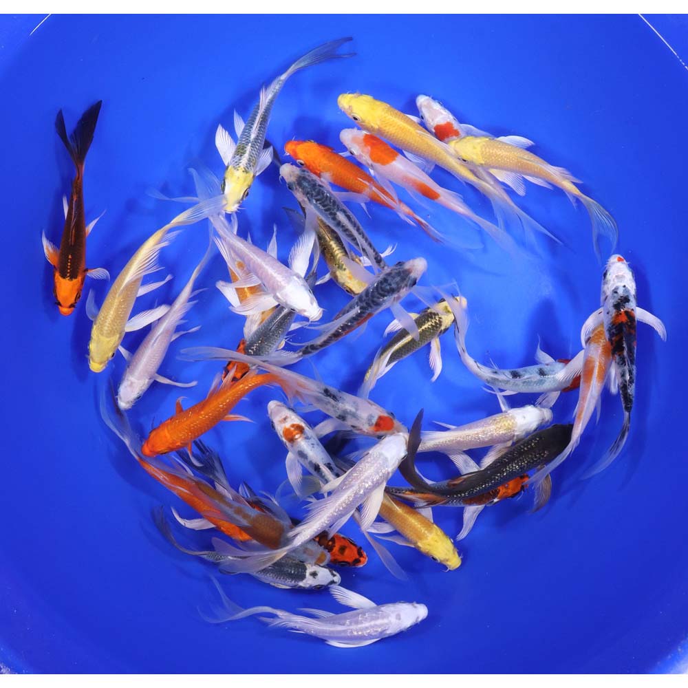 Premium Butterfly Koi 4-5"