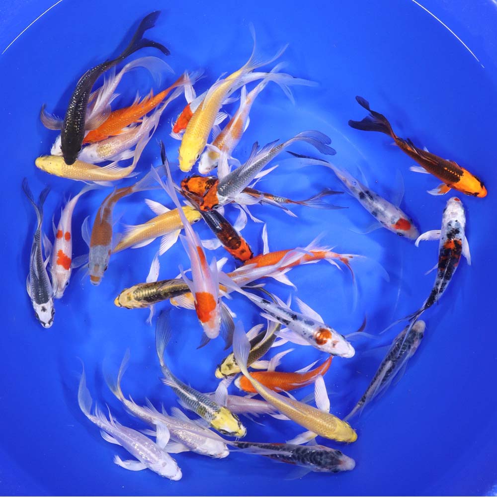 Premium Butterfly Koi 4-5"