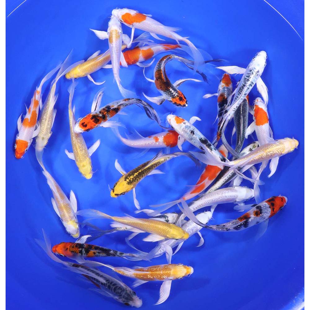 Premium Butterfly Koi 5-6"