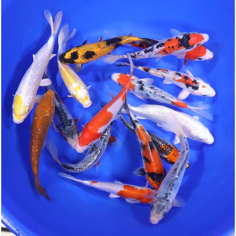 Premium Koi 6-7"