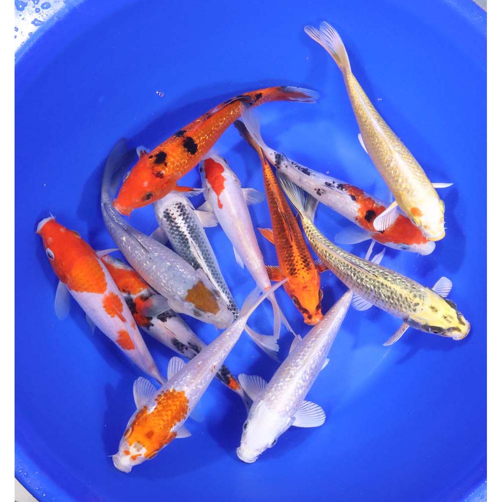 Standard Koi 7-8"