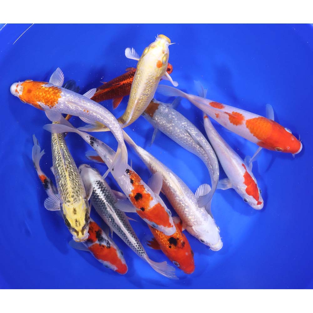 Standard Koi 7-8"