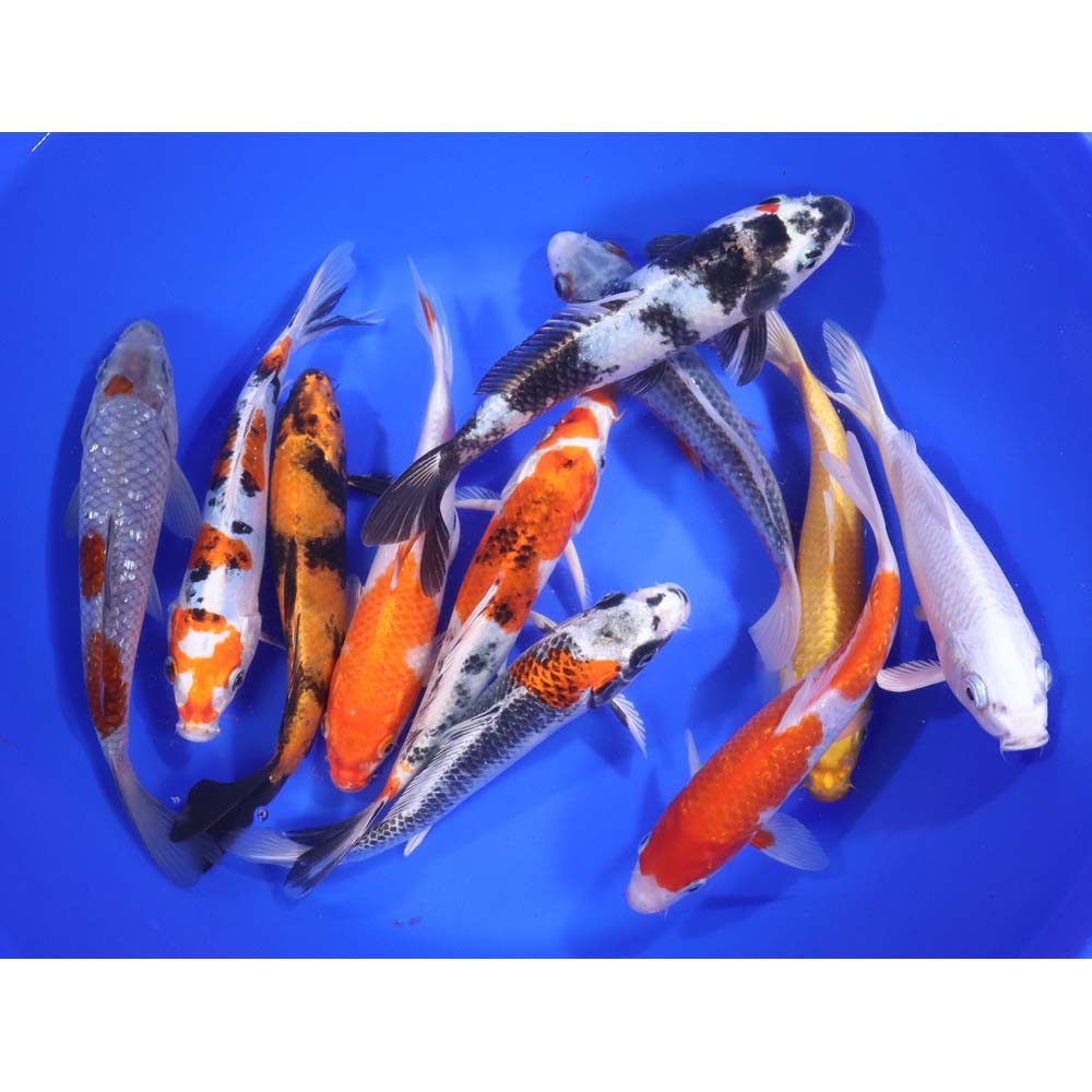 Premium Koi 7-8"
