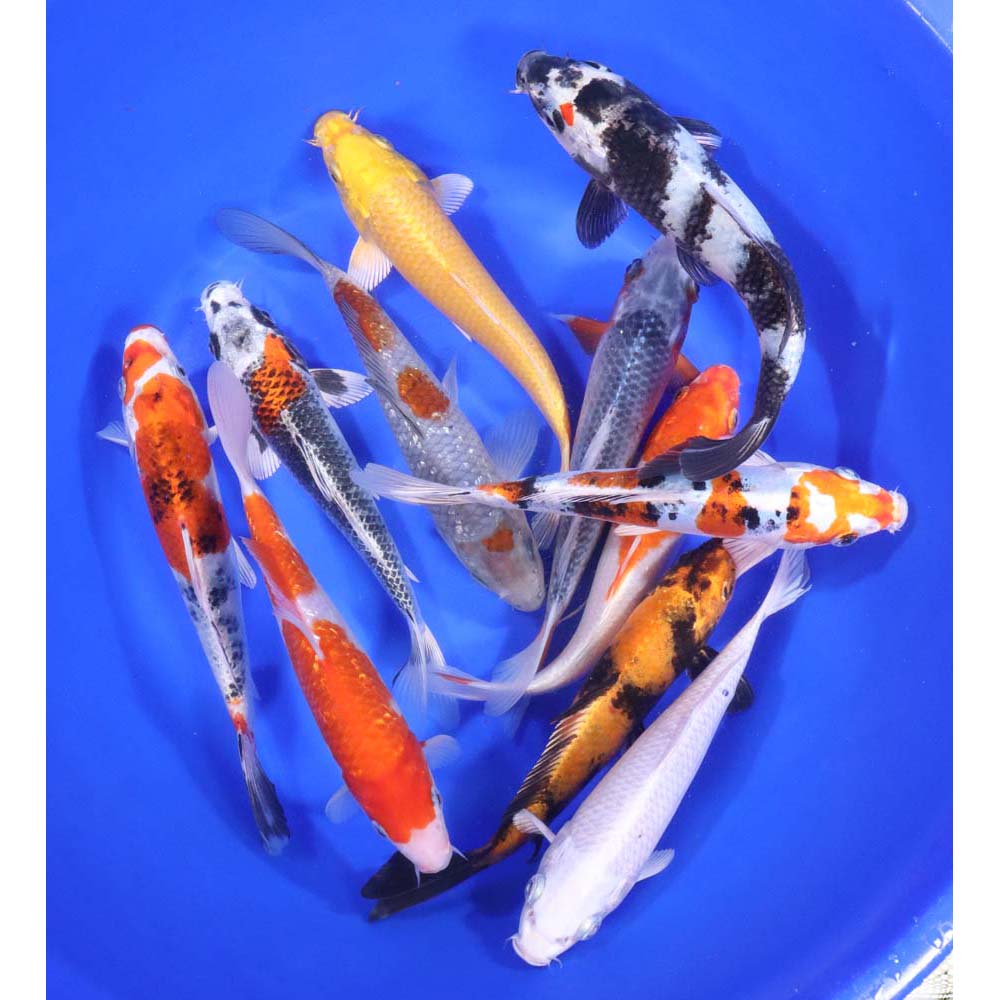 Premium Koi 7-8"