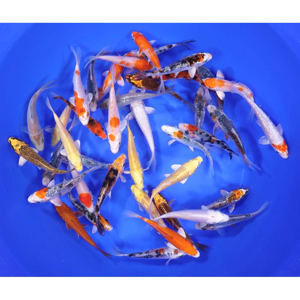 Premium Koi 4-5"