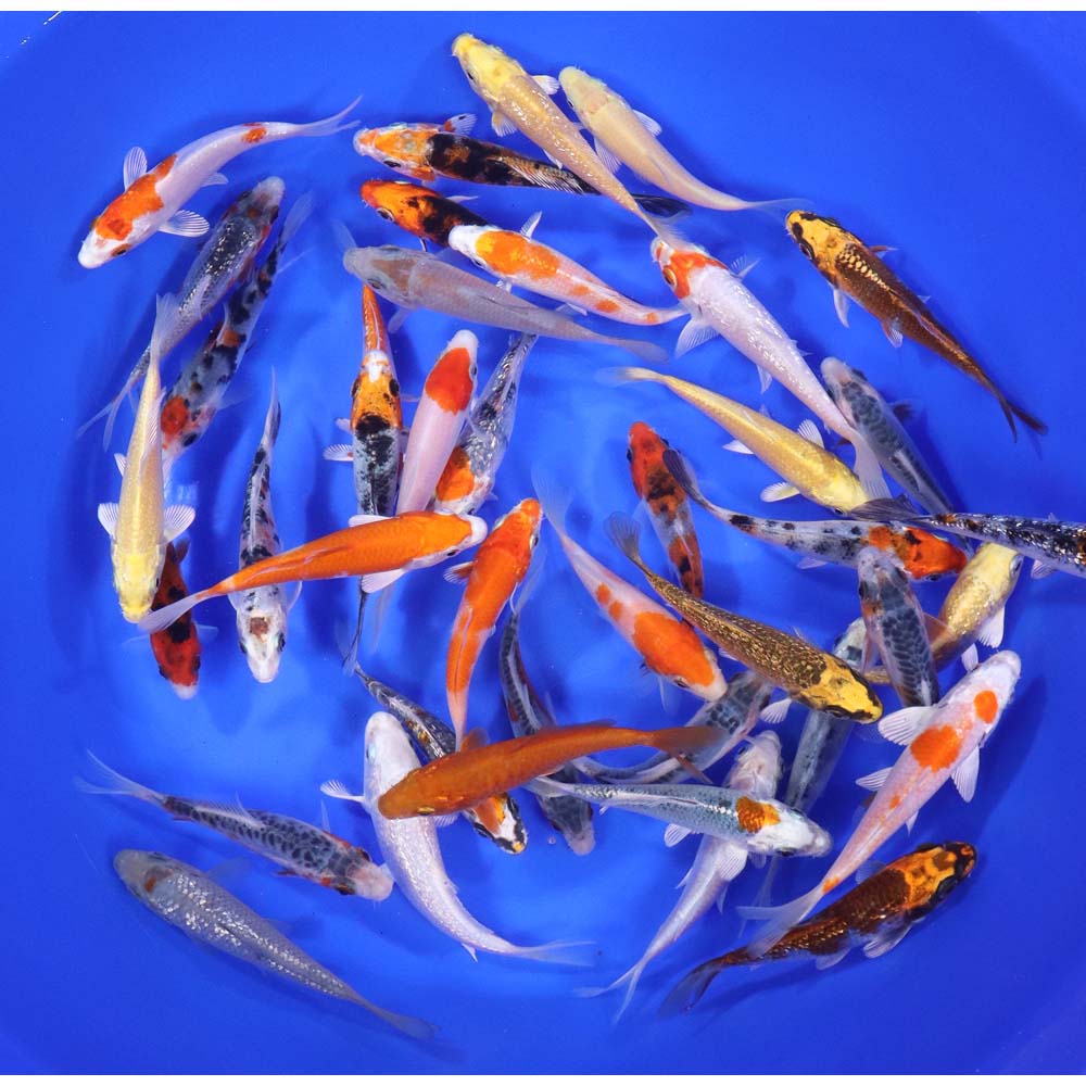 Premium Koi 4-5"