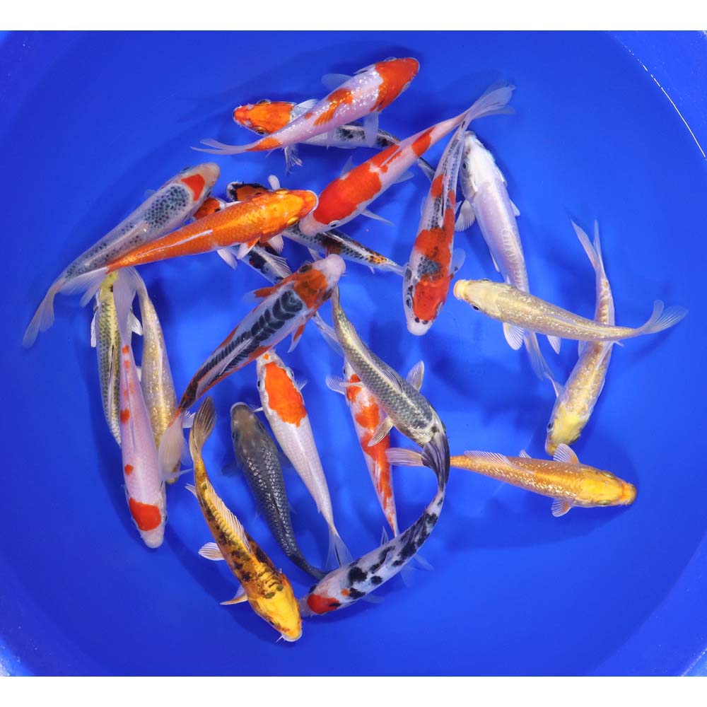 Premium Koi 5-6"