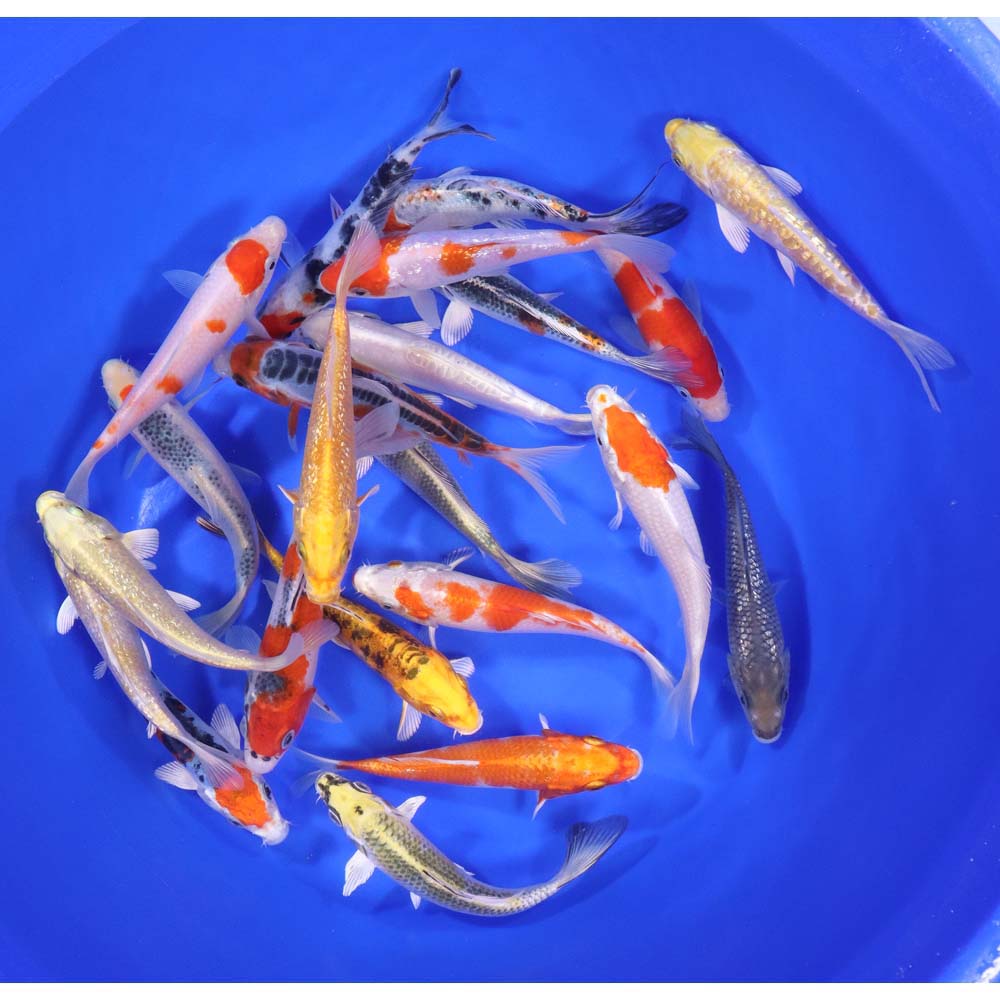 Premium Koi 5-6"