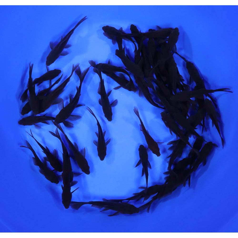 Black Comet Goldfish 3-4"