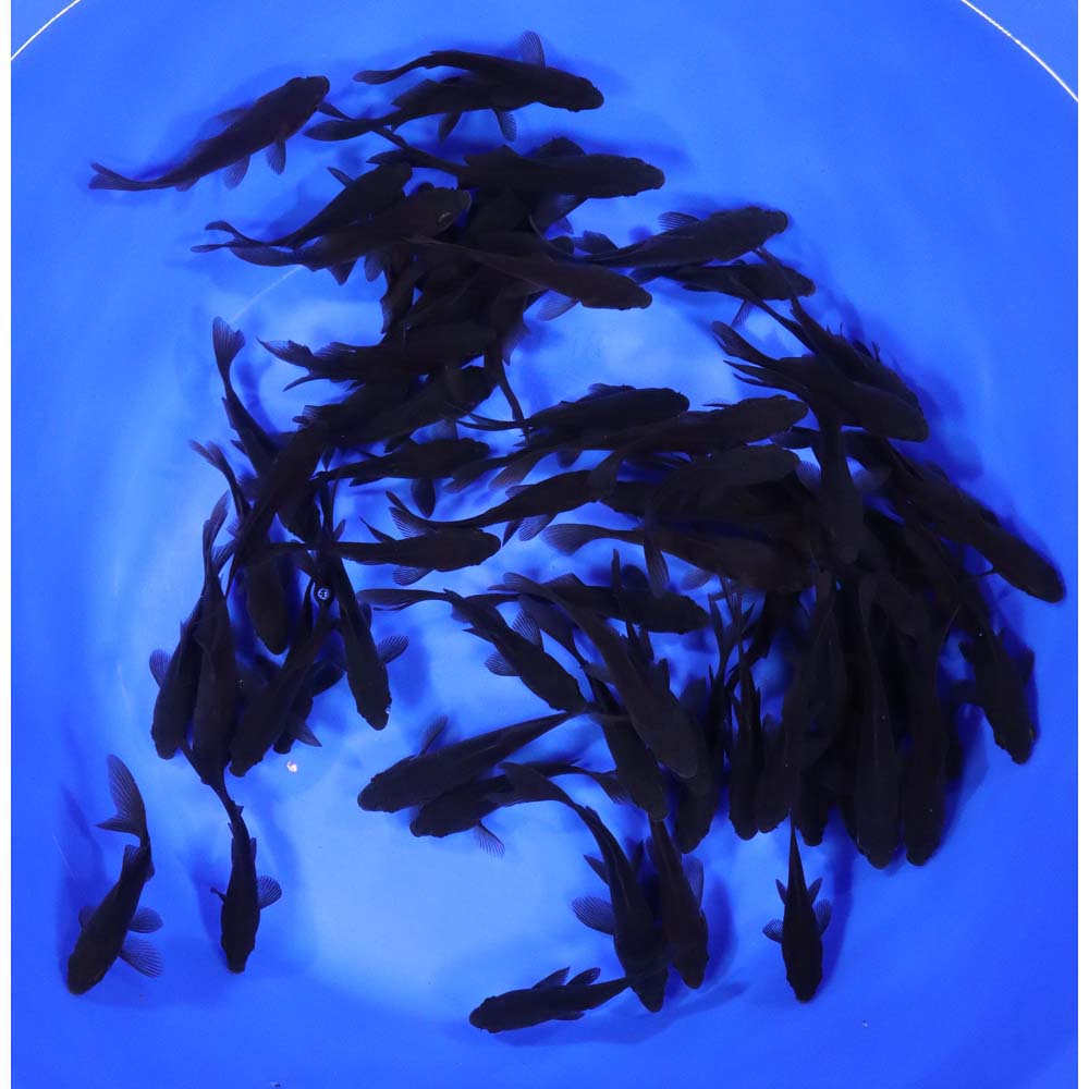 Black Comet Goldfish 3-4"