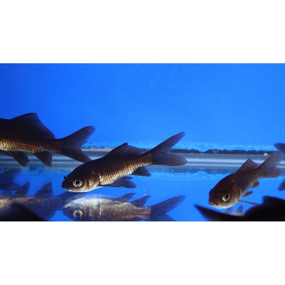 Black Comet Goldfish 3-4"
