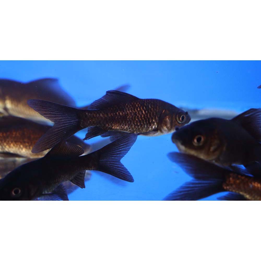 Black Comet Goldfish 3-4"