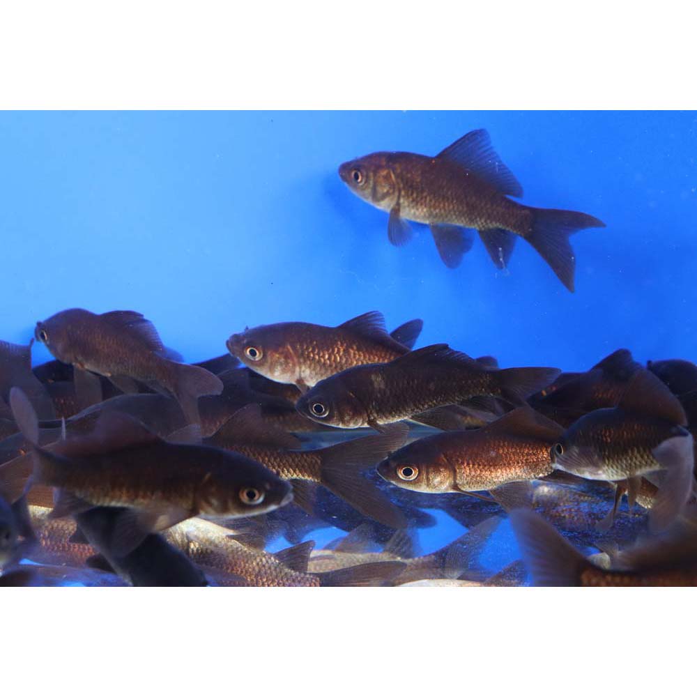 Black Comet Goldfish 3-4"