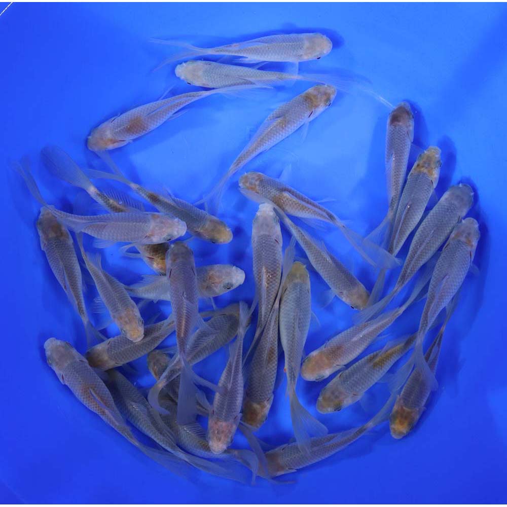 Blue & Bronze Comet Goldfish 4-5"