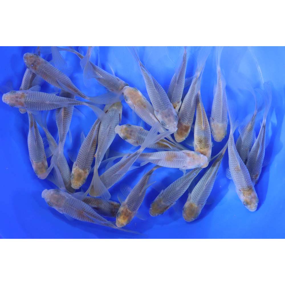 Blue & Bronze Comet Goldfish 4-5"