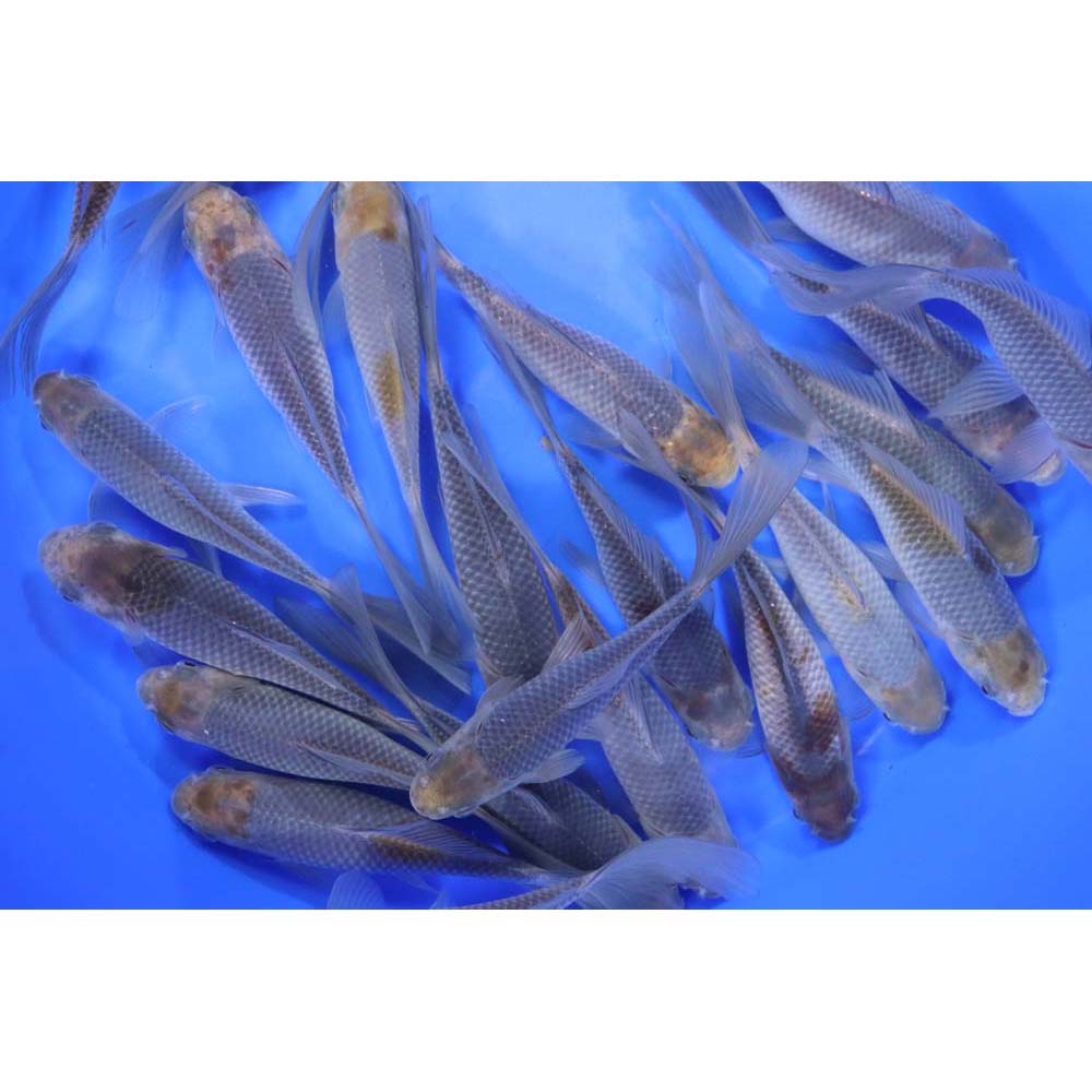 Blue & Bronze Comet Goldfish 5-6"