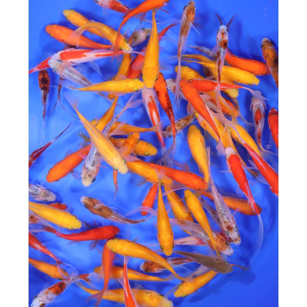 Mixed Goldfish 3-4"