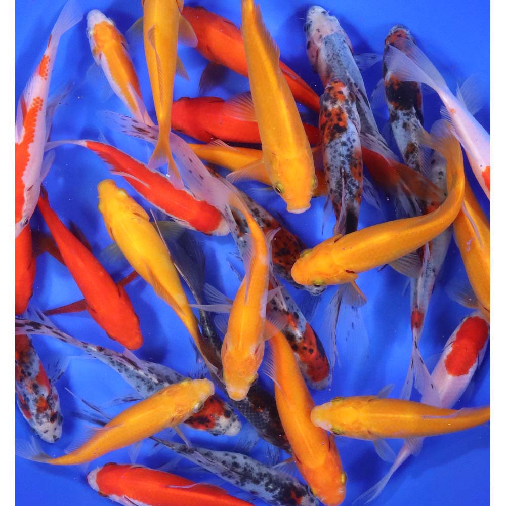 Mixed Goldfish 5-6"
