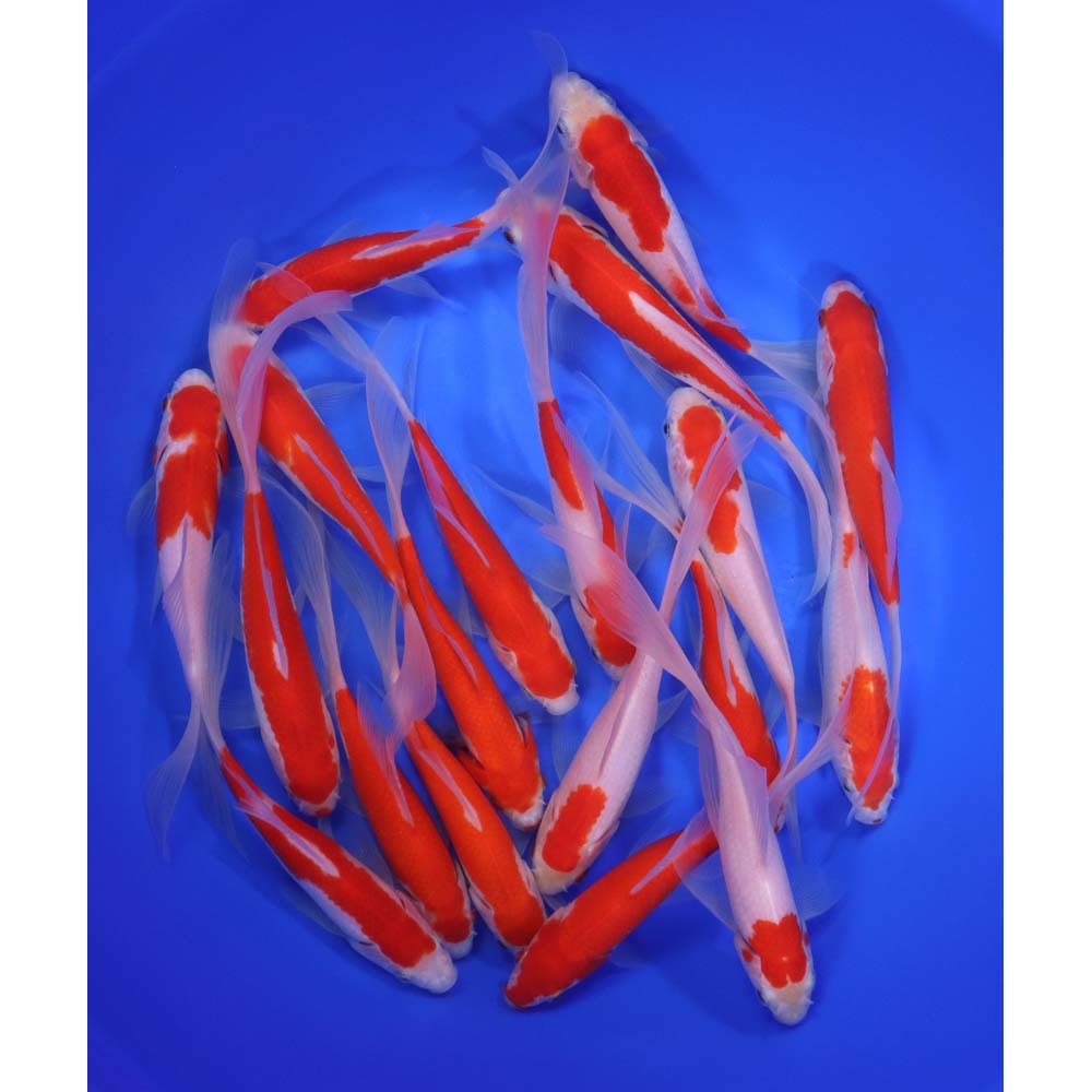 Premium Longtail Sarasa Comet 6-7"