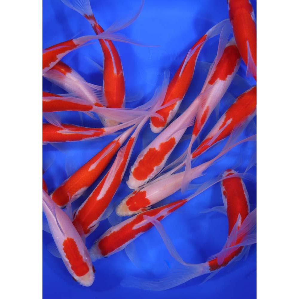 Premium Longtail Sarasa Comet 6-7"