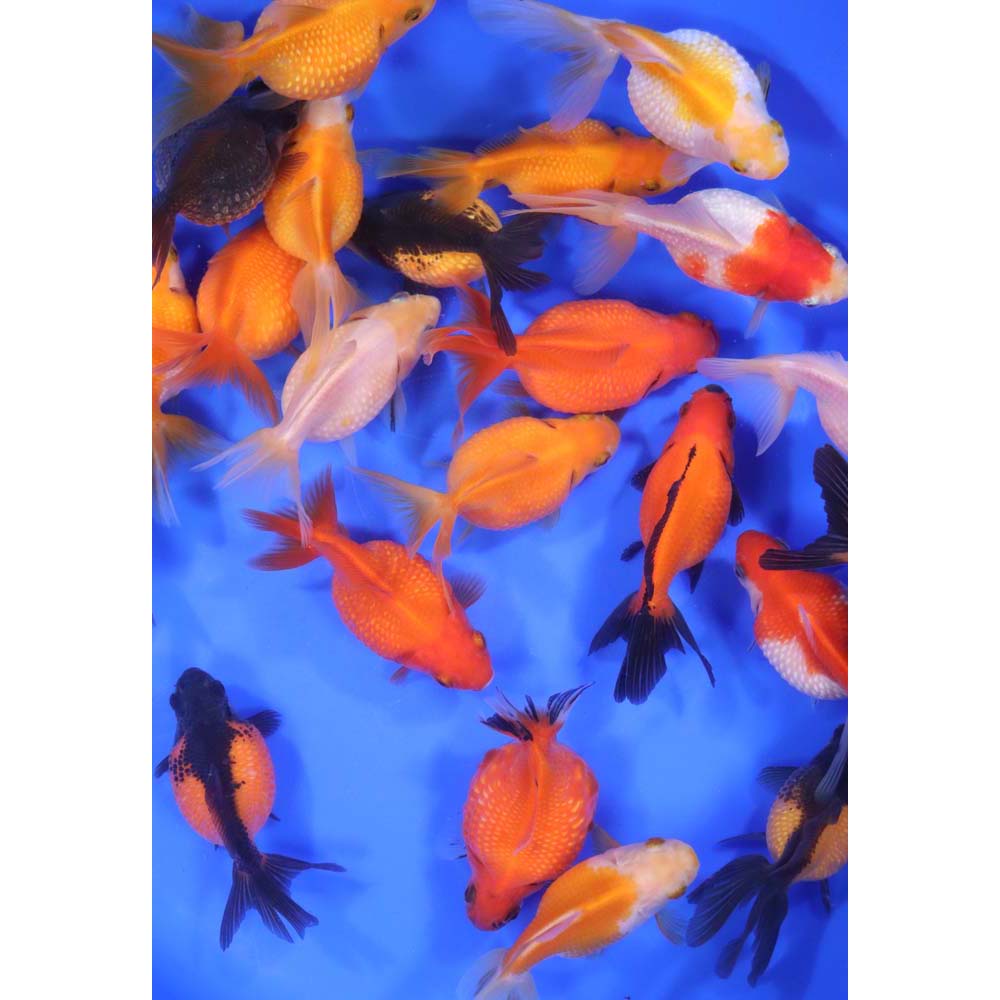 Mixed Pearlscale Goldfish LG