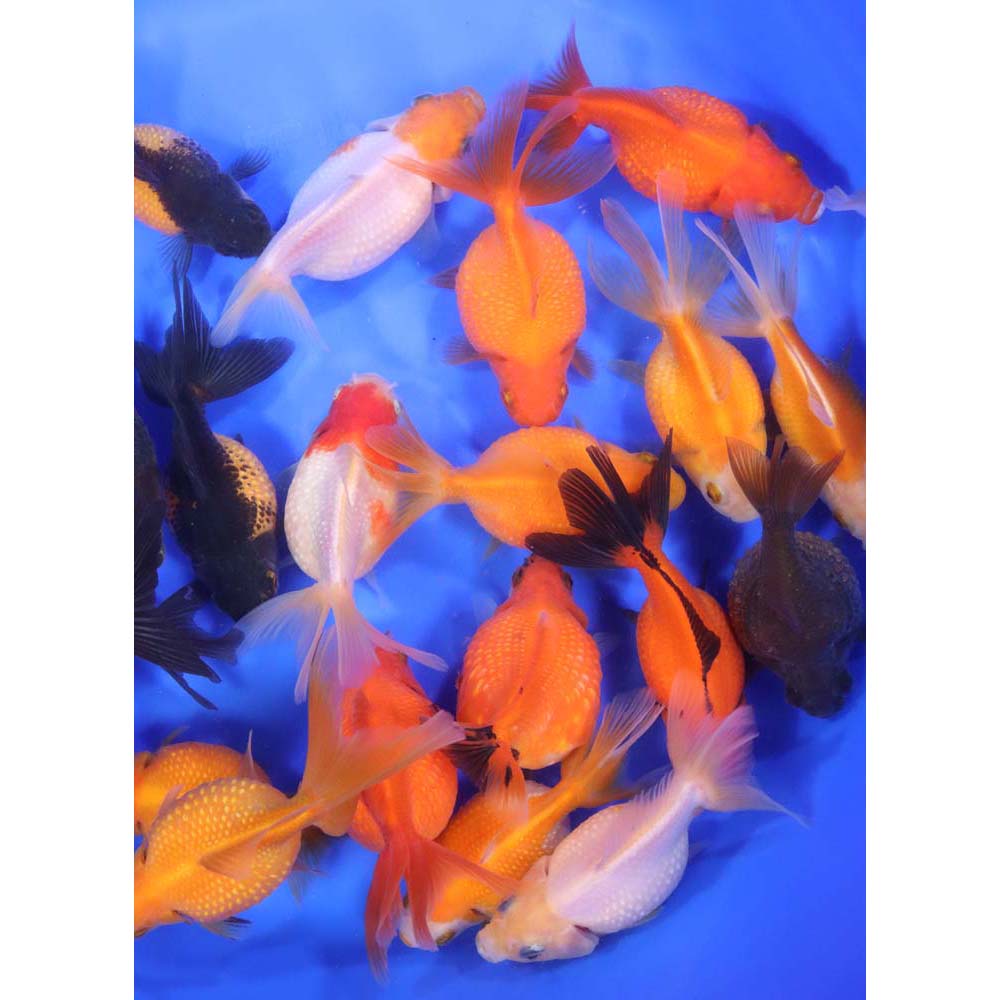 Mixed Pearlscale Goldfish LG