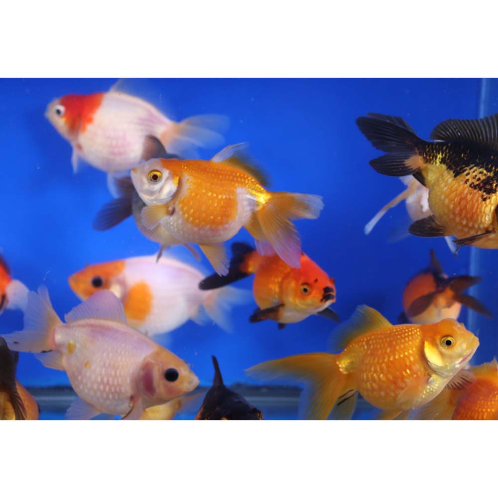 Mixed Pearlscale Goldfish LG