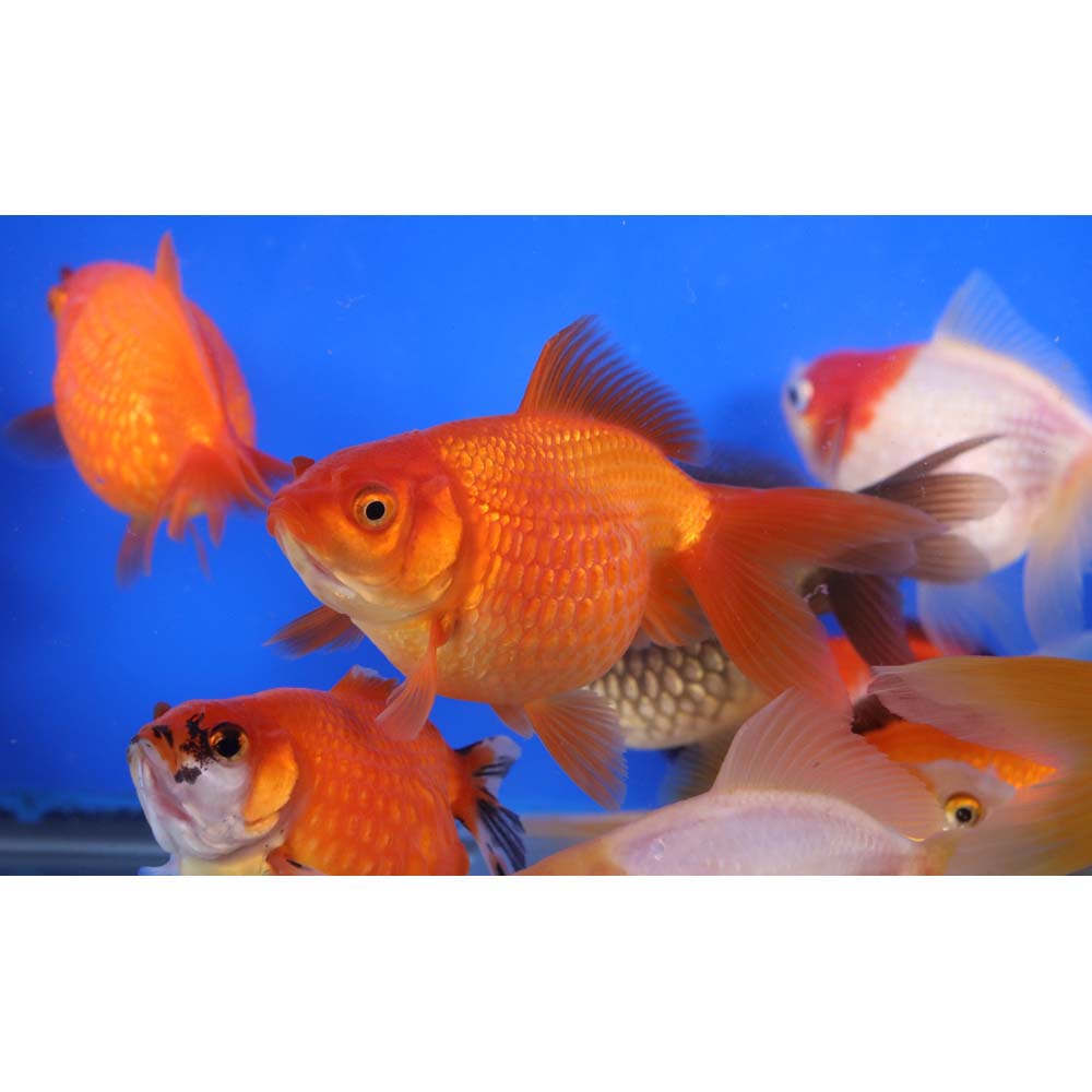 Mixed Pearlscale Goldfish LG