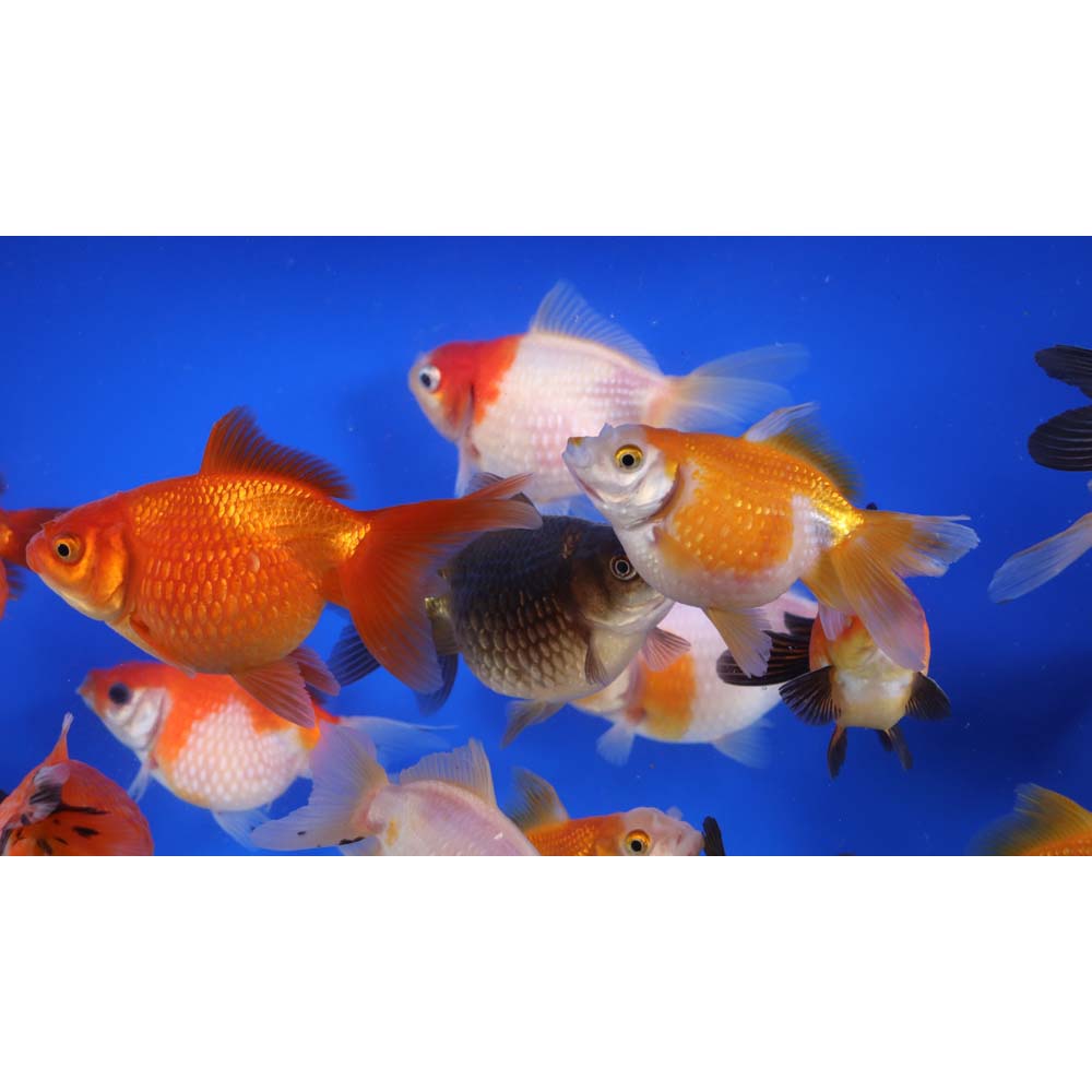 Mixed Pearlscale Goldfish LG