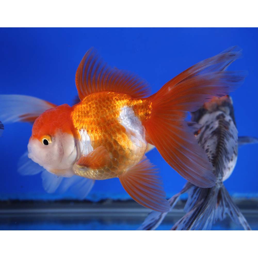 Mixed Premium Oranda Goldfish LG