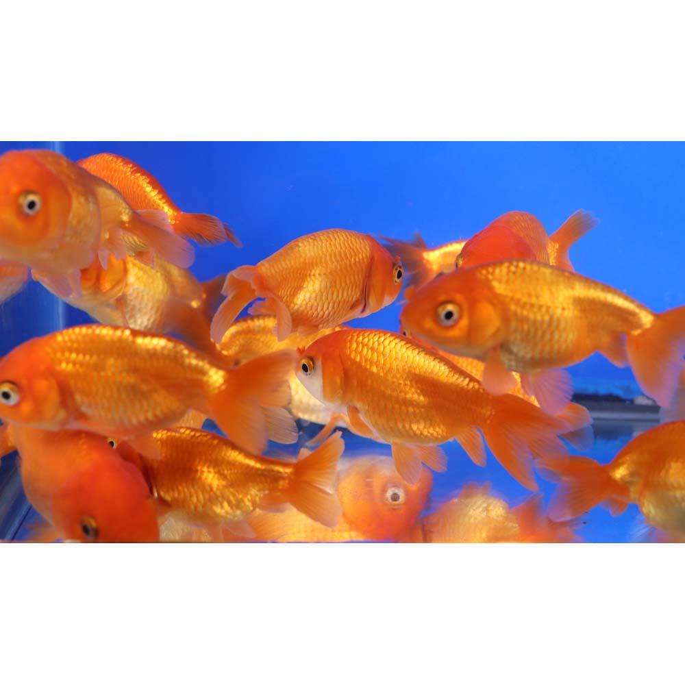 Red Ranchu Goldfish MD