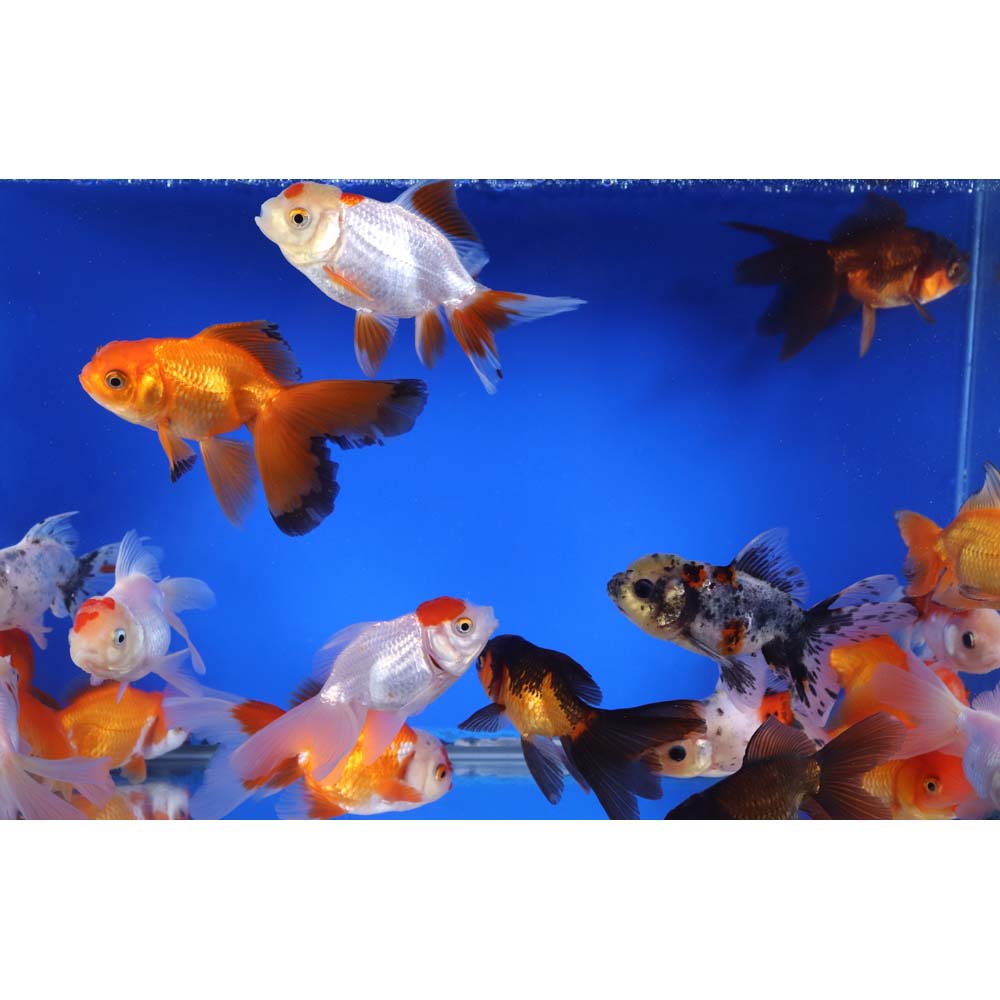 Mixed Oranda Goldfish LG