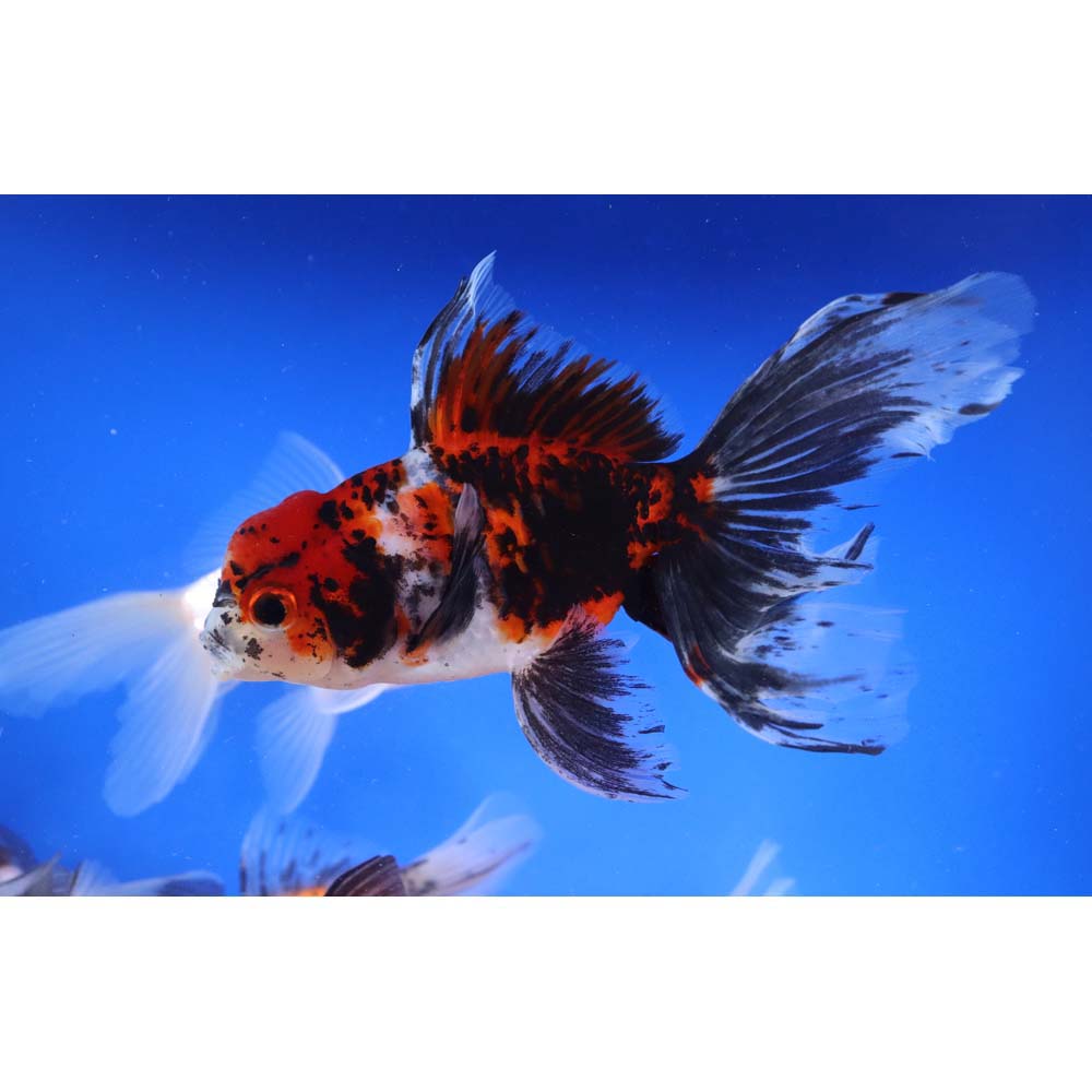 Mixed Oranda Goldfish XL