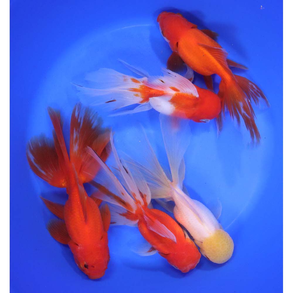 Mixed Oranda Goldfish Super Jumbo