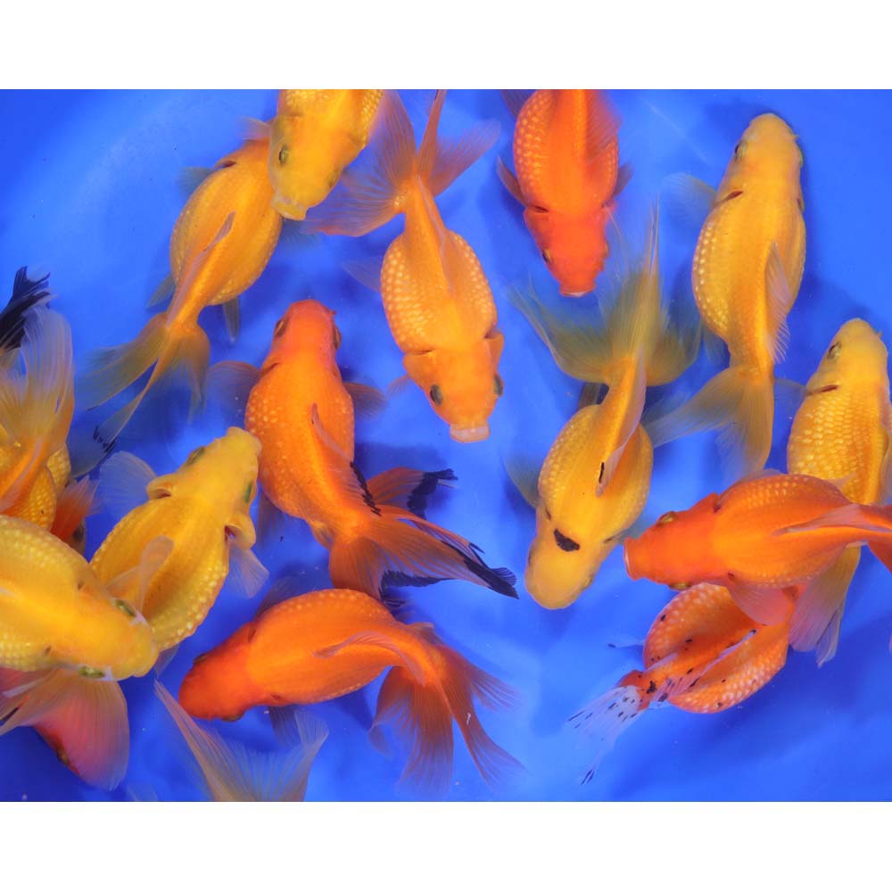 Mixed Pearlscale Goldfish XL