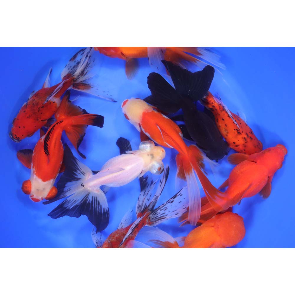 Mixed Premium Fantail Goldfish JUMBO