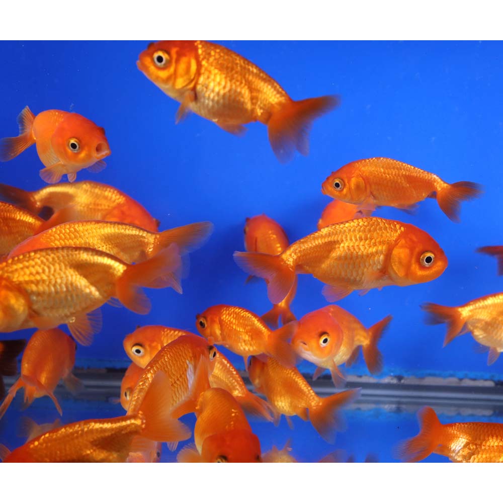 Red Ranchu Goldfish SM