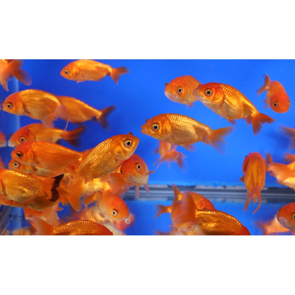 Red Ranchu Goldfish SM
